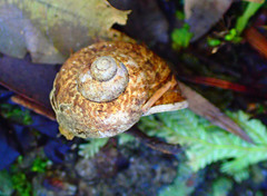 Cyclophorus formosaensis