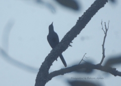 Onychognathus fulgidus