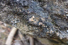 Psora pseudorussellii