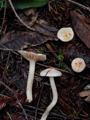 Hygrophorus pusillus