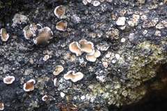 Psora pseudorussellii