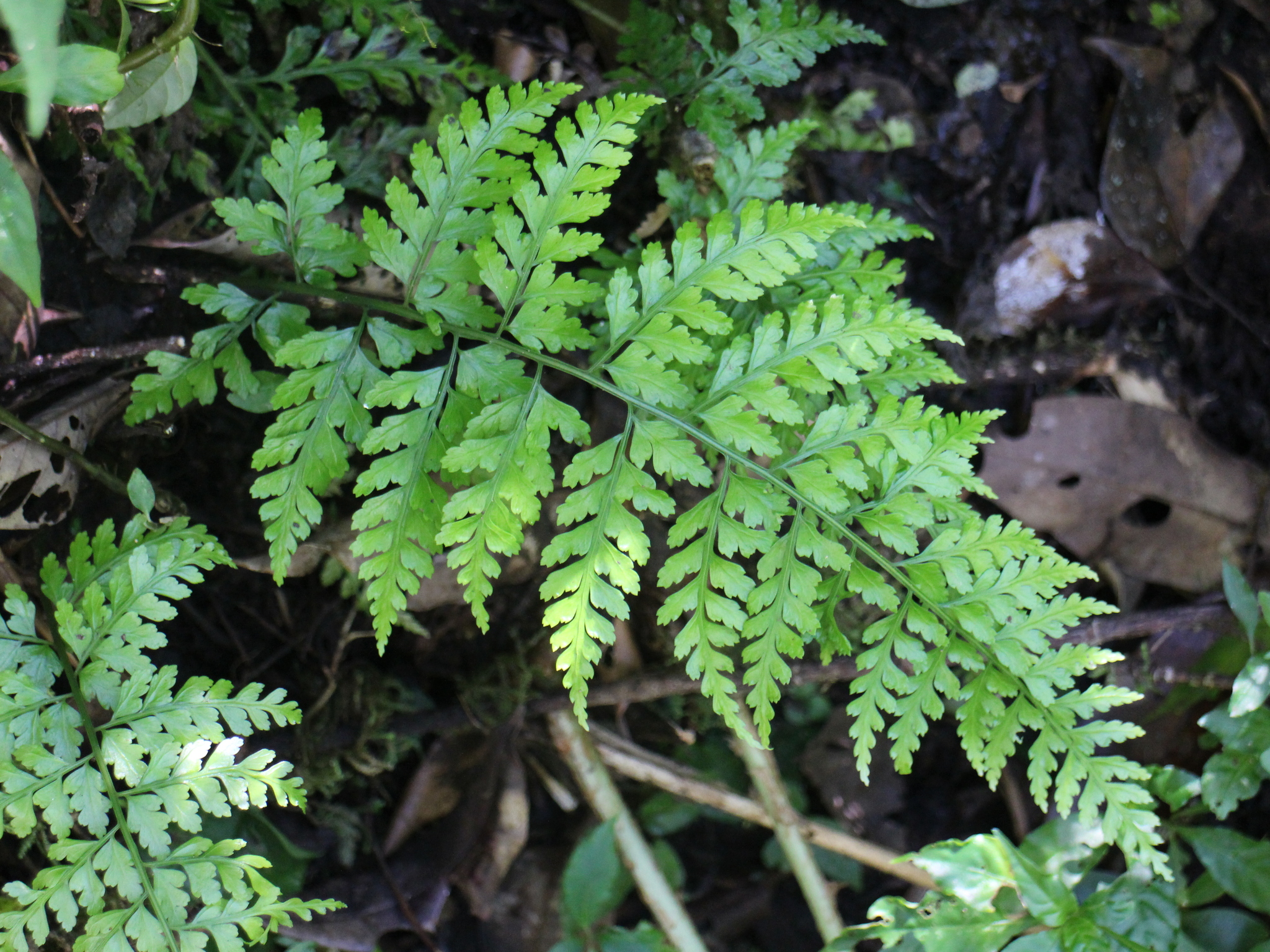 Asplenium bullatum Wall. ex Mett. 2