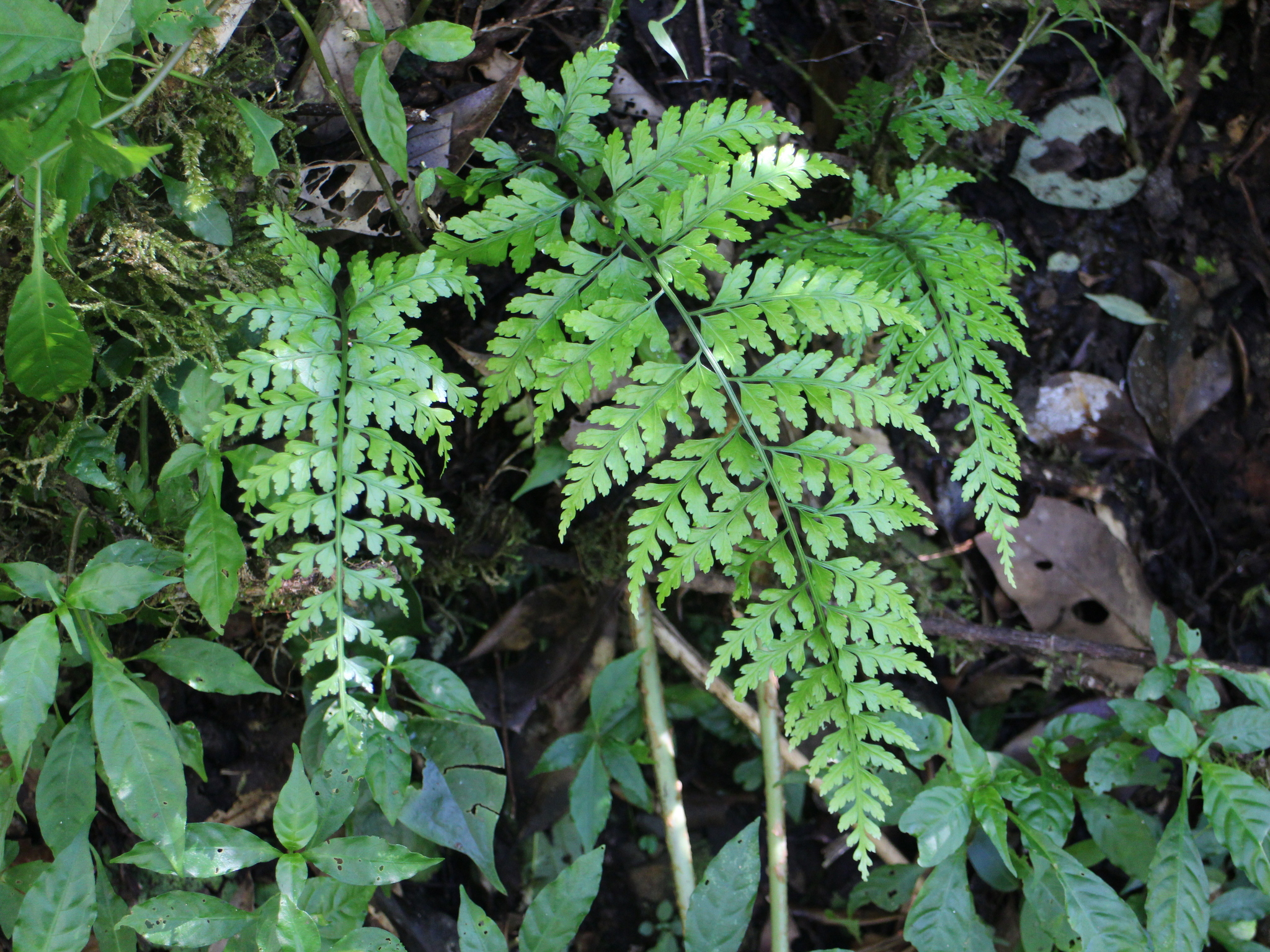 Asplenium bullatum