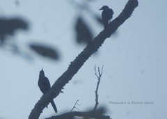 Onychognathus fulgidus