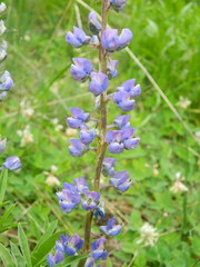 Lupinus caudatus