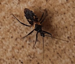 Catasphactes coprias