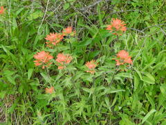 Castilleja hispida