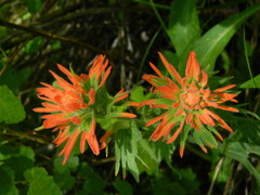 Castilleja hispida