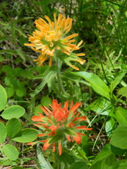Castilleja hispida