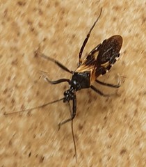 Catasphactes coprias