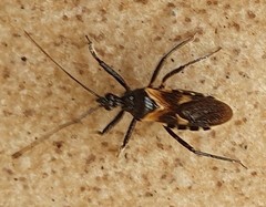 Catasphactes coprias