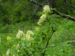 Sambucus racemosa melanocarpa