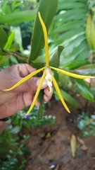 Epidendrum nocturnum