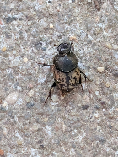 Mottled dung beetle photo 4