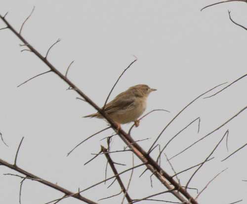 Short-winged Cisticola (Cisticola brachypterus), photo 6