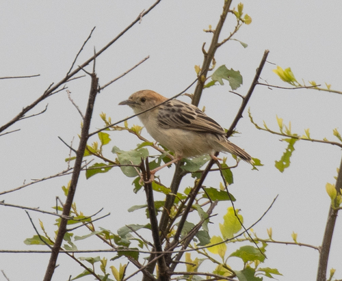 Stout Cisticola (Cisticola robustus), photo 8