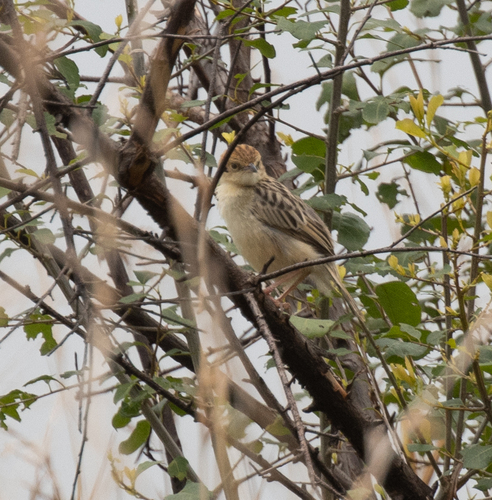 Stout Cisticola (Cisticola robustus), photo 10