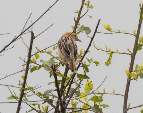 Stout Cisticola (Cisticola robustus), photo 7