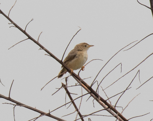 Short-winged Cisticola (Cisticola brachypterus), photo 5