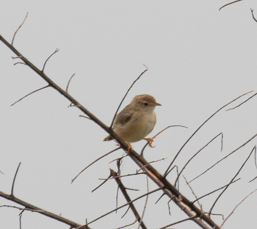 Short-winged Cisticola (Cisticola brachypterus), photo 4
