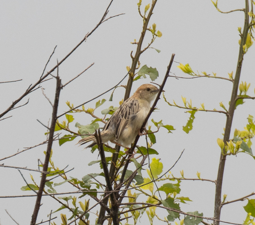 Stout Cisticola (Cisticola robustus), photo 2