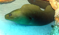 Gymnothorax funebris