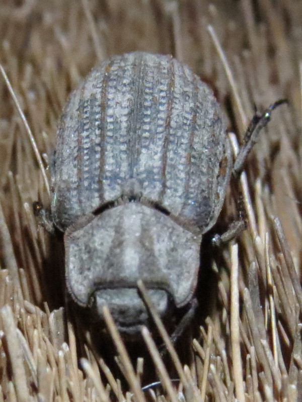 Trox unistriatus