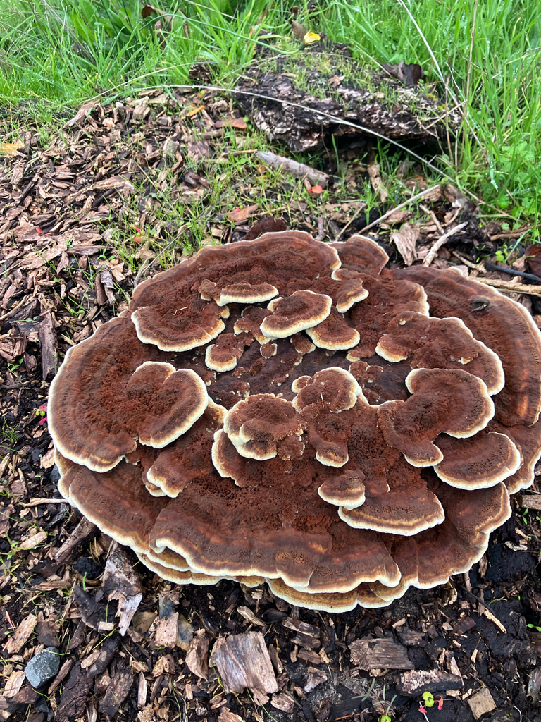Phaeolus hispidoides