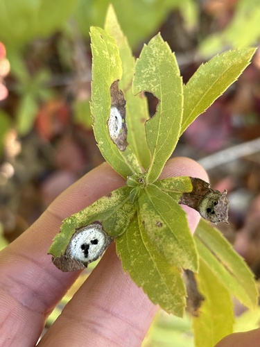 Unknown species found near Norwood Pl, Arlington, TX, US