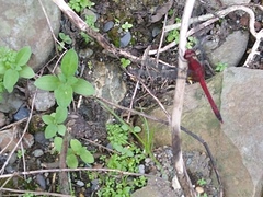 Erythrodiplax ines