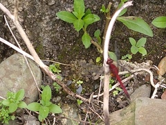 Erythrodiplax ines