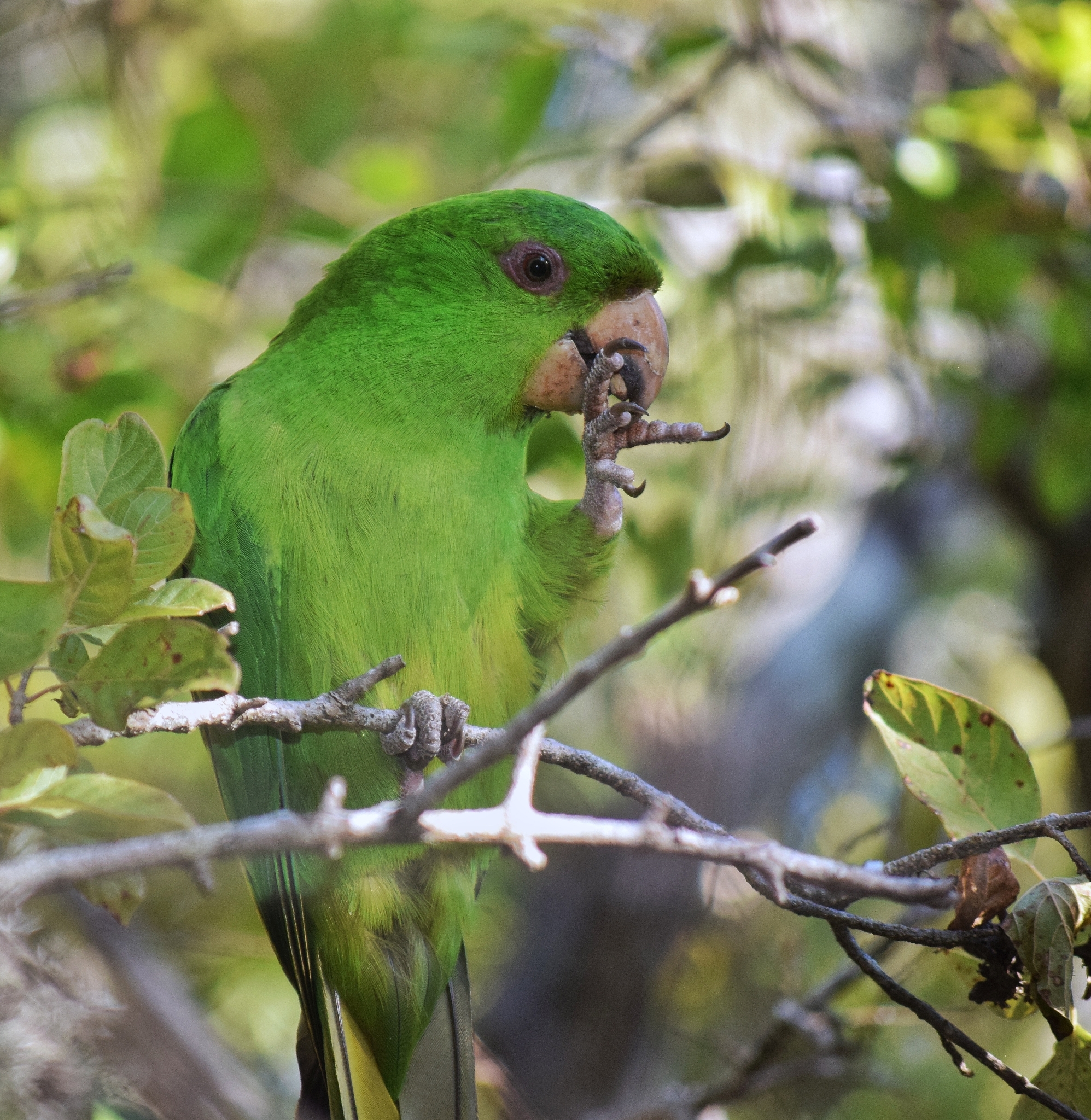 Socorro Parakeet illustration