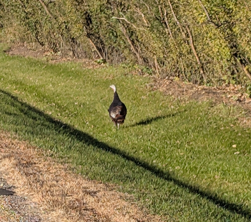 Wild Turkey