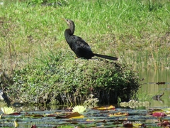 Anhinga anhinga