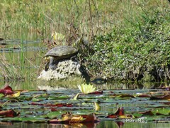 Trachemys venusta iversoni