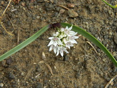 Allium tolmiei