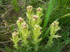 Castilleja cusickii