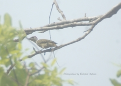 Chloropicus goertae