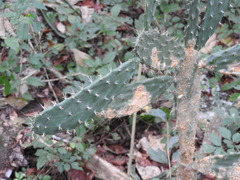 Opuntia inaperta
