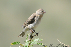 Passerina versicolor