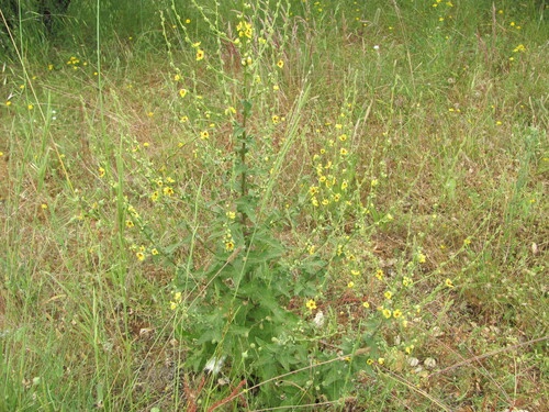 Wavyleaf mullein (Verbascum sinuatum)