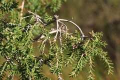 Melaleuca cuticularis