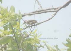 Chloropicus goertae