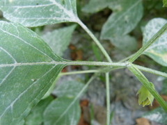 Physalis longifolia subglabrata