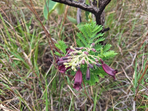 Jacaranda ulei, photograph 4