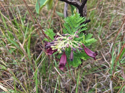 Jacaranda ulei, photograph 5