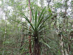 Furcraea