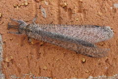 Acanthaclisini