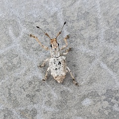 Platyomus