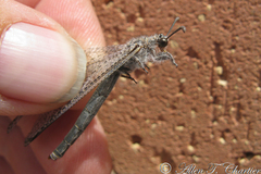 Acanthaclisini